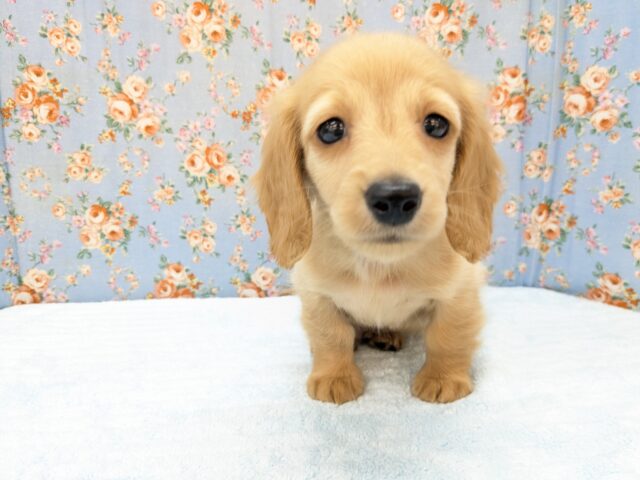 ミニチュアダックス