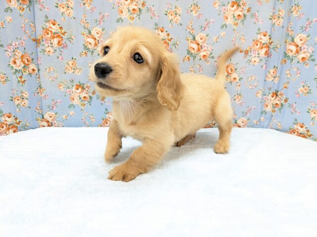 ミニチュアダックス