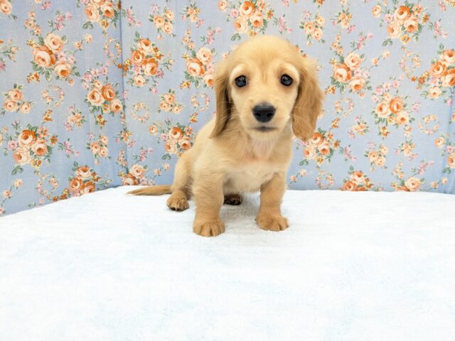 ミニチュアダックス