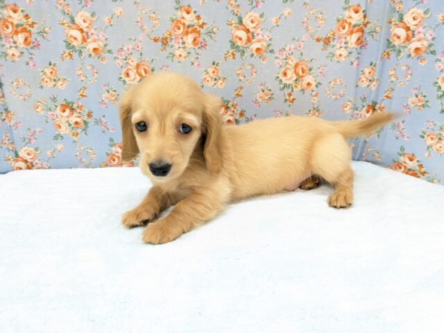 ミニチュアダックス