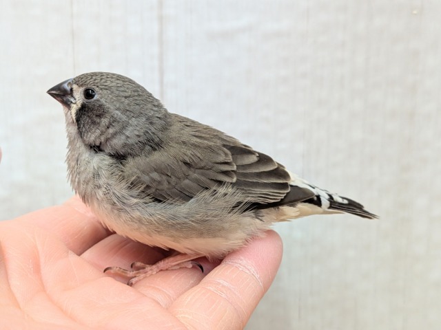 錦花鳥（キンカチョウ）