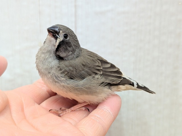 錦花鳥（キンカチョウ）