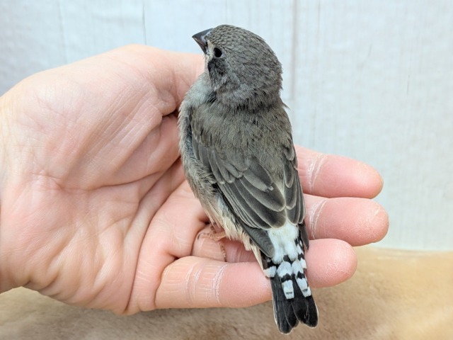 錦花鳥（キンカチョウ）