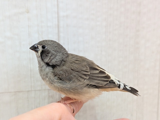 錦花鳥（キンカチョウ）