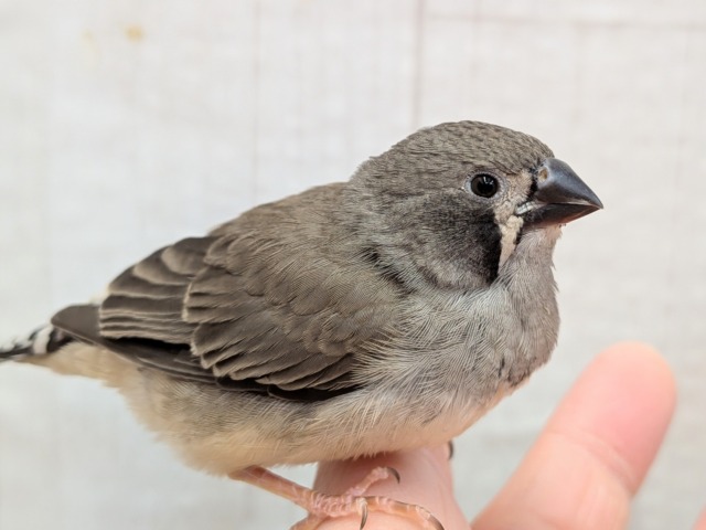 錦花鳥（キンカチョウ）