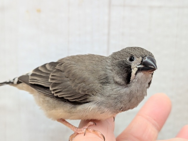 錦花鳥（キンカチョウ）