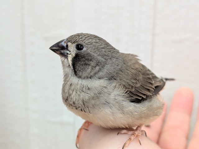 錦花鳥（キンカチョウ）