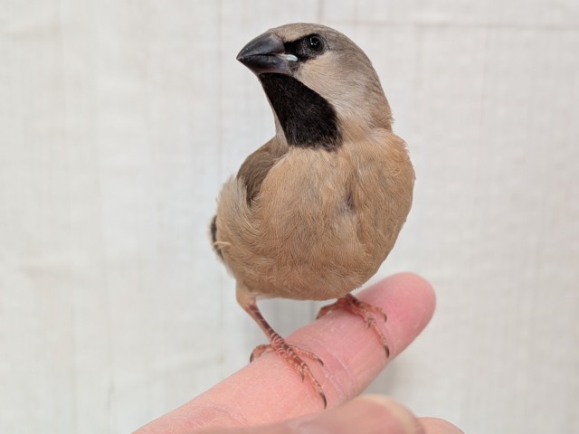 シュバシキンセイチョウ