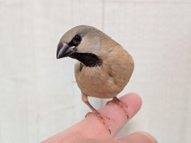 シュバシキンセイチョウ