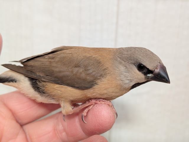 シュバシキンセイチョウ