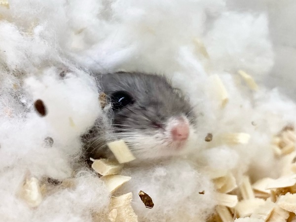 ロボロフスキーハムスター