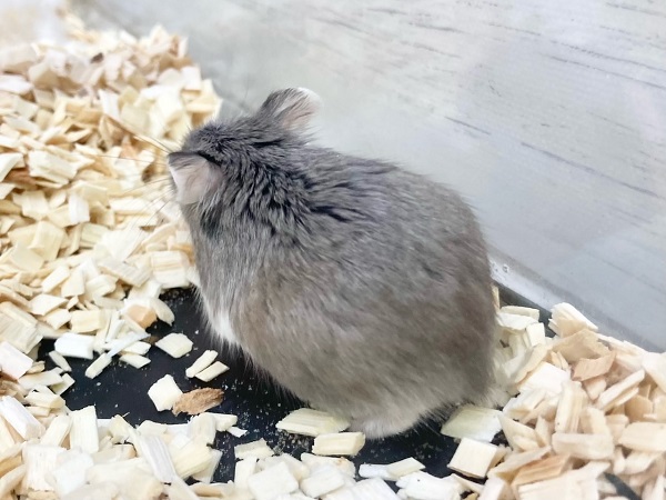 ロボロフスキーハムスター