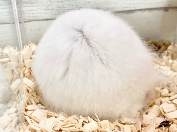 ゴールデンハムスター