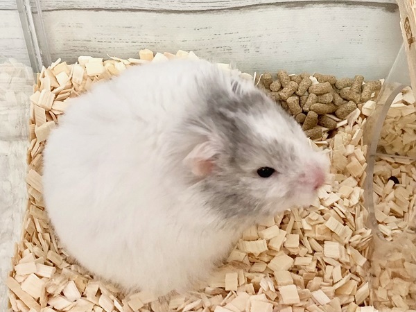 ゴールデンハムスター