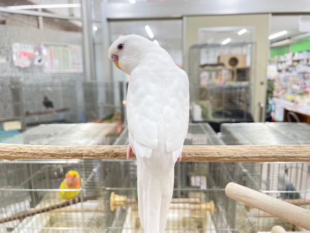 セキセイインコ