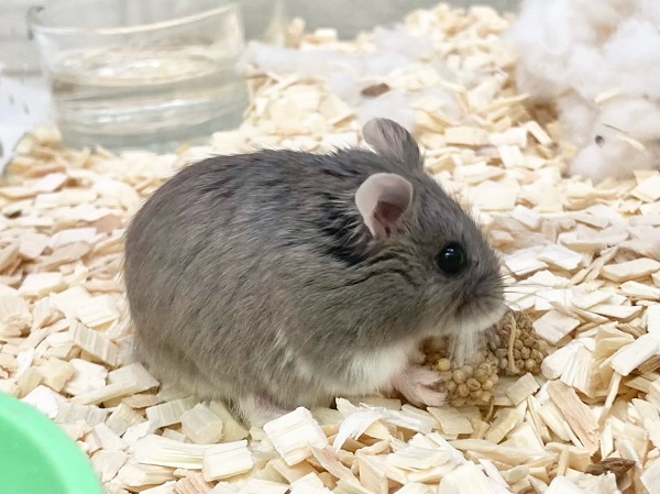 ロボロフスキーハムスター