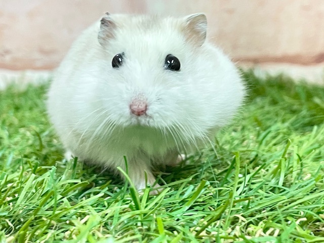 ジャンガリアン