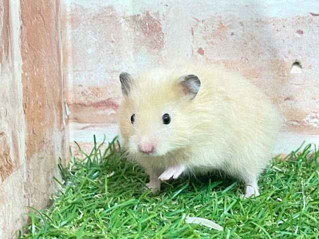 サテンハムスター