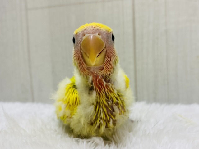 コザクラインコ（小桜インコ）