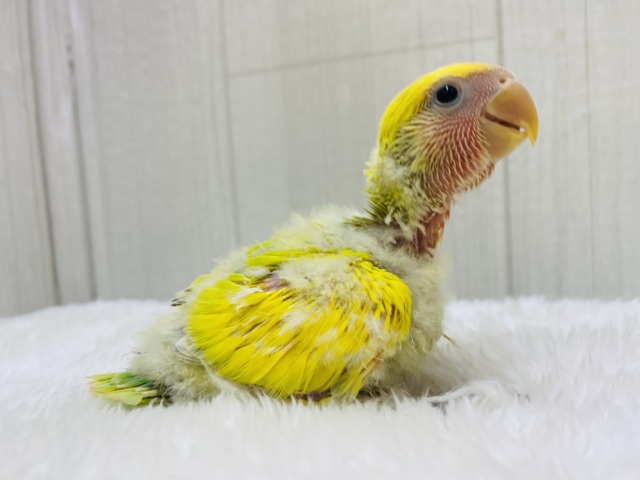 コザクラインコ（小桜インコ）