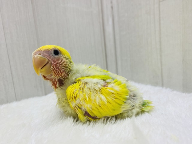 コザクラインコ（小桜インコ）