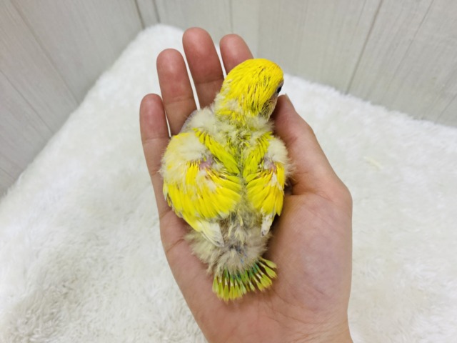 コザクラインコ（小桜インコ）