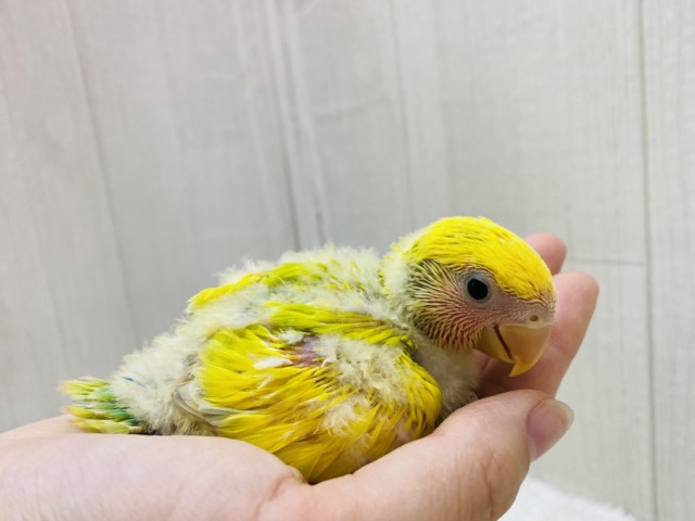 コザクラインコ（小桜インコ）