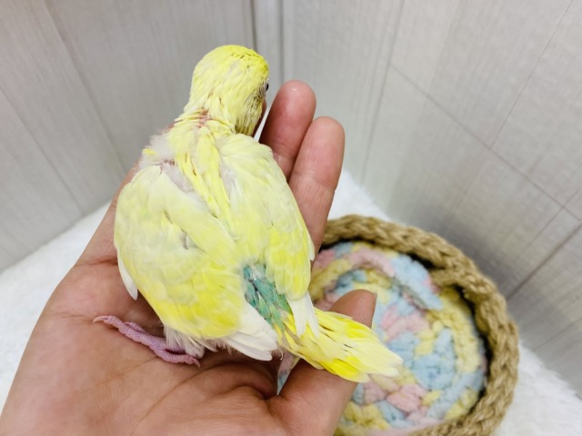 セキセイインコ