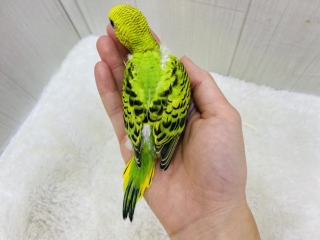 セキセイインコ