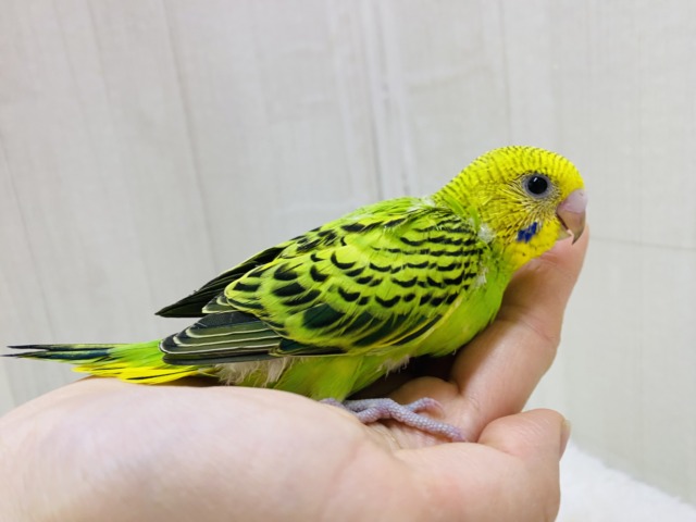 セキセイインコ