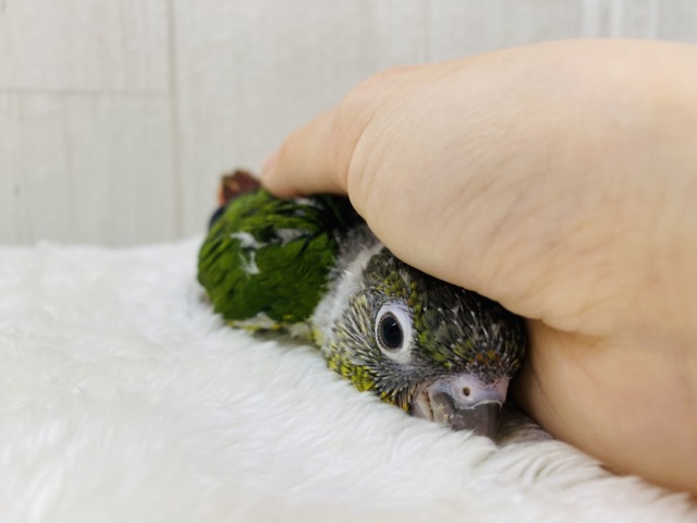 ワキコガネウロコインコ