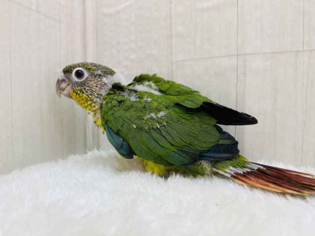 ワキコガネウロコインコ