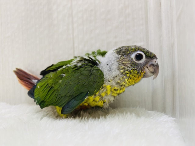 ワキコガネウロコインコ