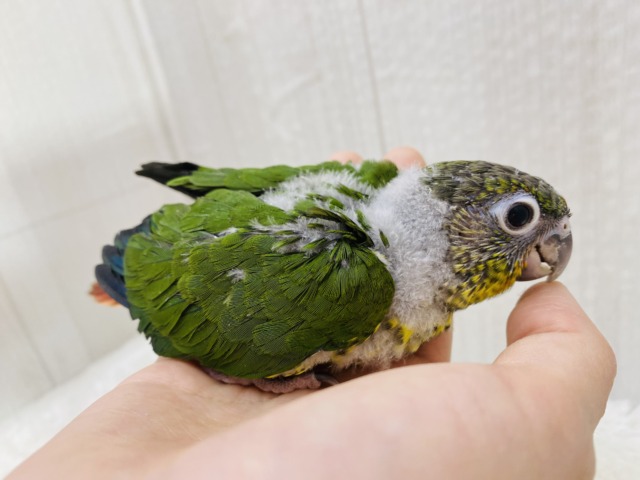 ワキコガネウロコインコ