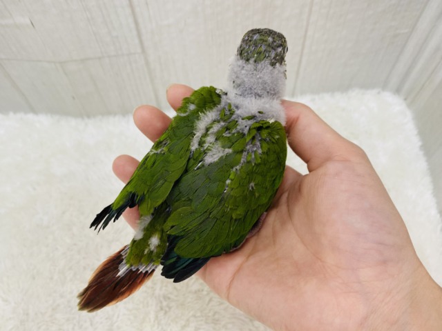 ワキコガネウロコインコ