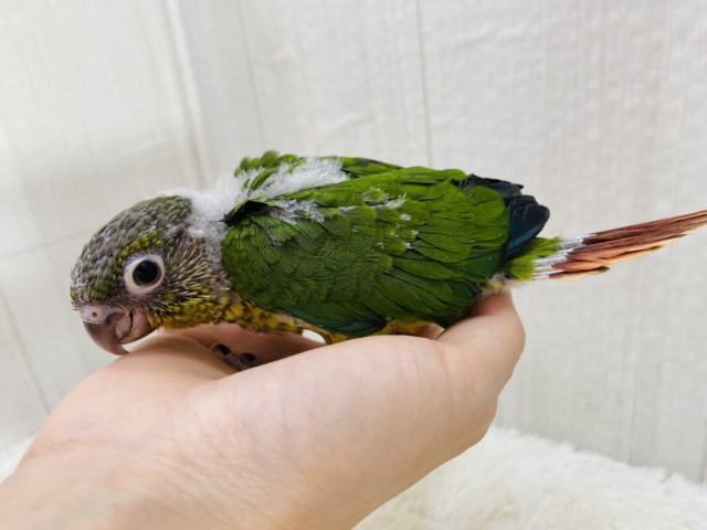 ワキコガネウロコインコ