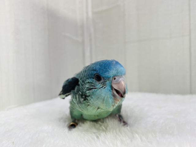 サザナミインコ