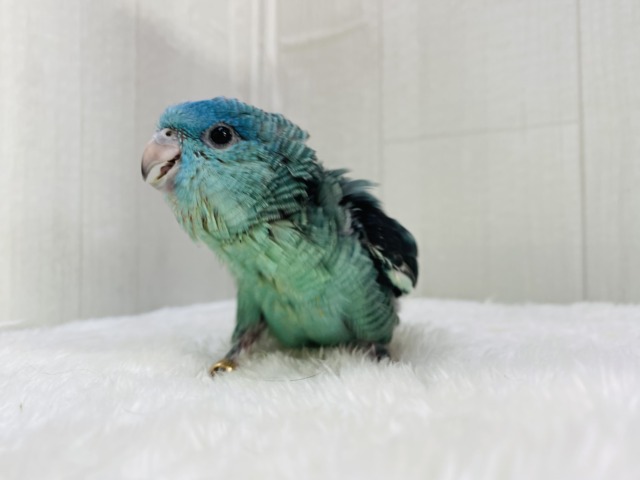 サザナミインコ