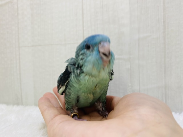 サザナミインコ
