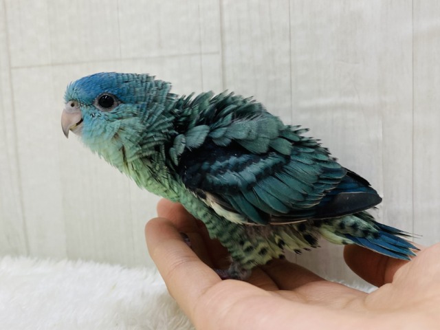 サザナミインコ