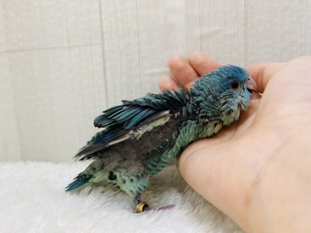 サザナミインコ