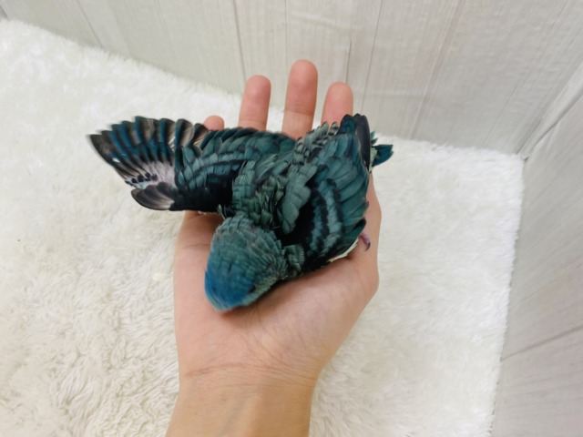 サザナミインコ