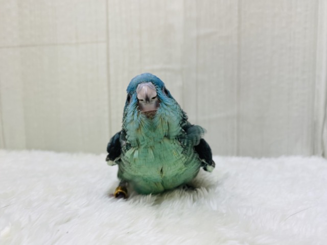 サザナミインコ