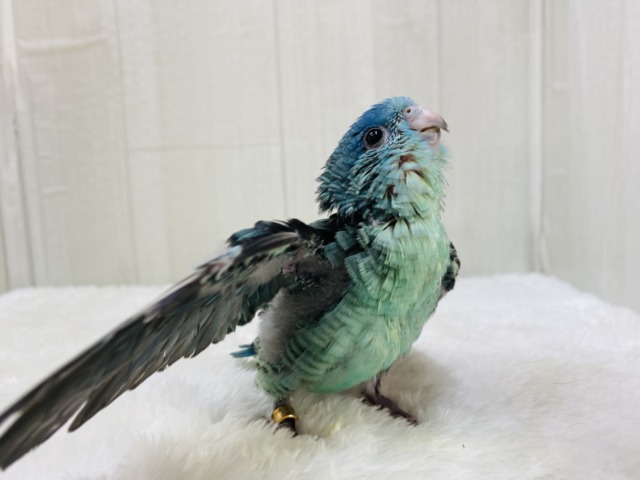 サザナミインコ