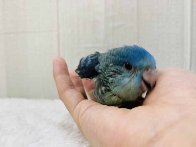 サザナミインコ