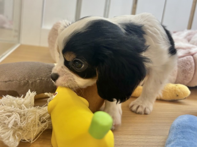 キャバリア・キングチャールズ・スパニエル