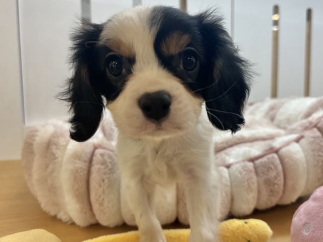 キャバリア・キングチャールズ・スパニエル