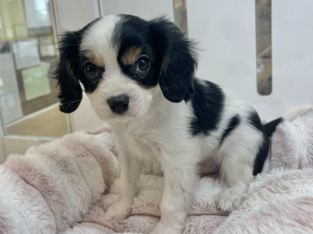 キャバリア・キングチャールズ・スパニエル