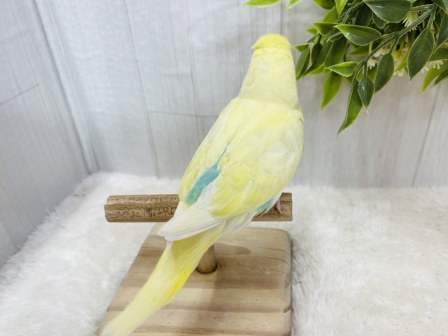 セキセイインコ