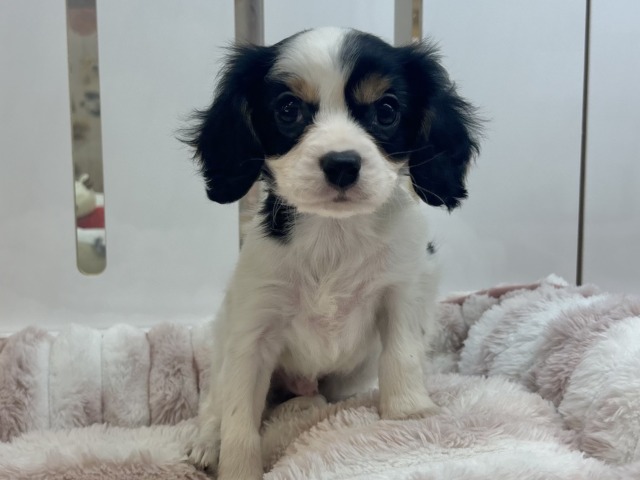 キャバリア・キングチャールズ・スパニエル